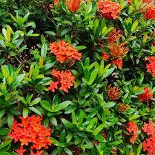 Ixora